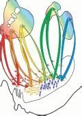 Neuroanatomy of Reward: A View from the Ventral Striatum.